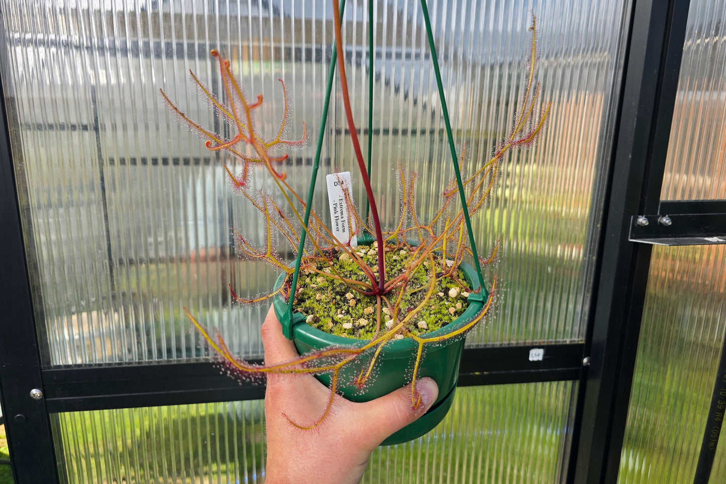 Drosera binata var. multifida "Extrema - Pink Flower Form" - Staghorn Sundew