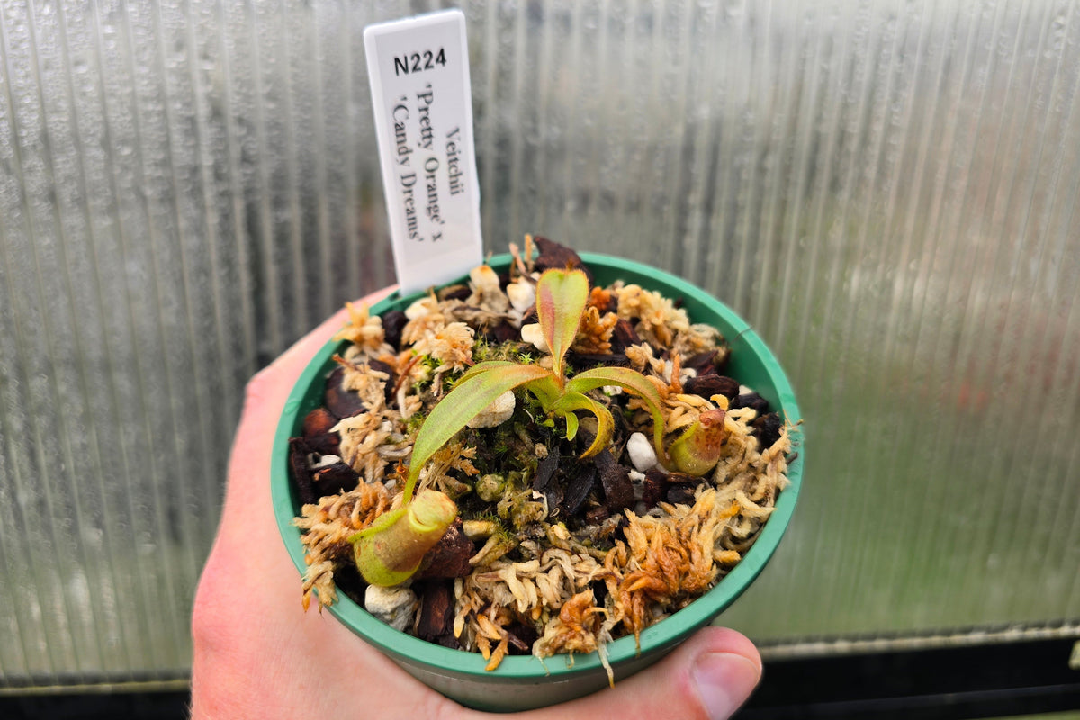 Nepenthes veitchii 'Pretty Orange' x 'Candy Dreams' - Intermediate Tropical Pitcher Plant