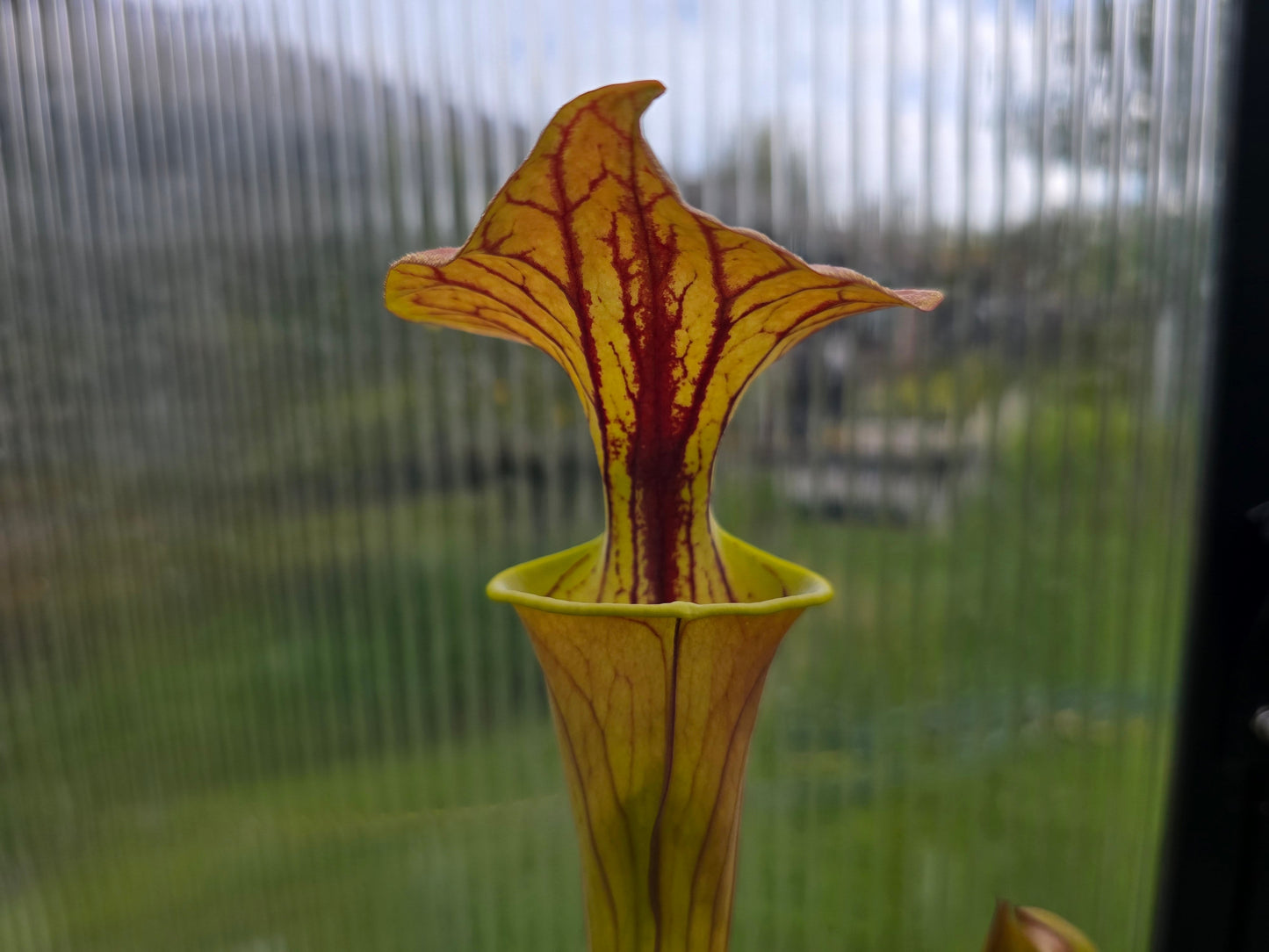 Sarracenia flava var. cuprea (Green Swamp, North Carolina, USA) - American Pitcher Plant