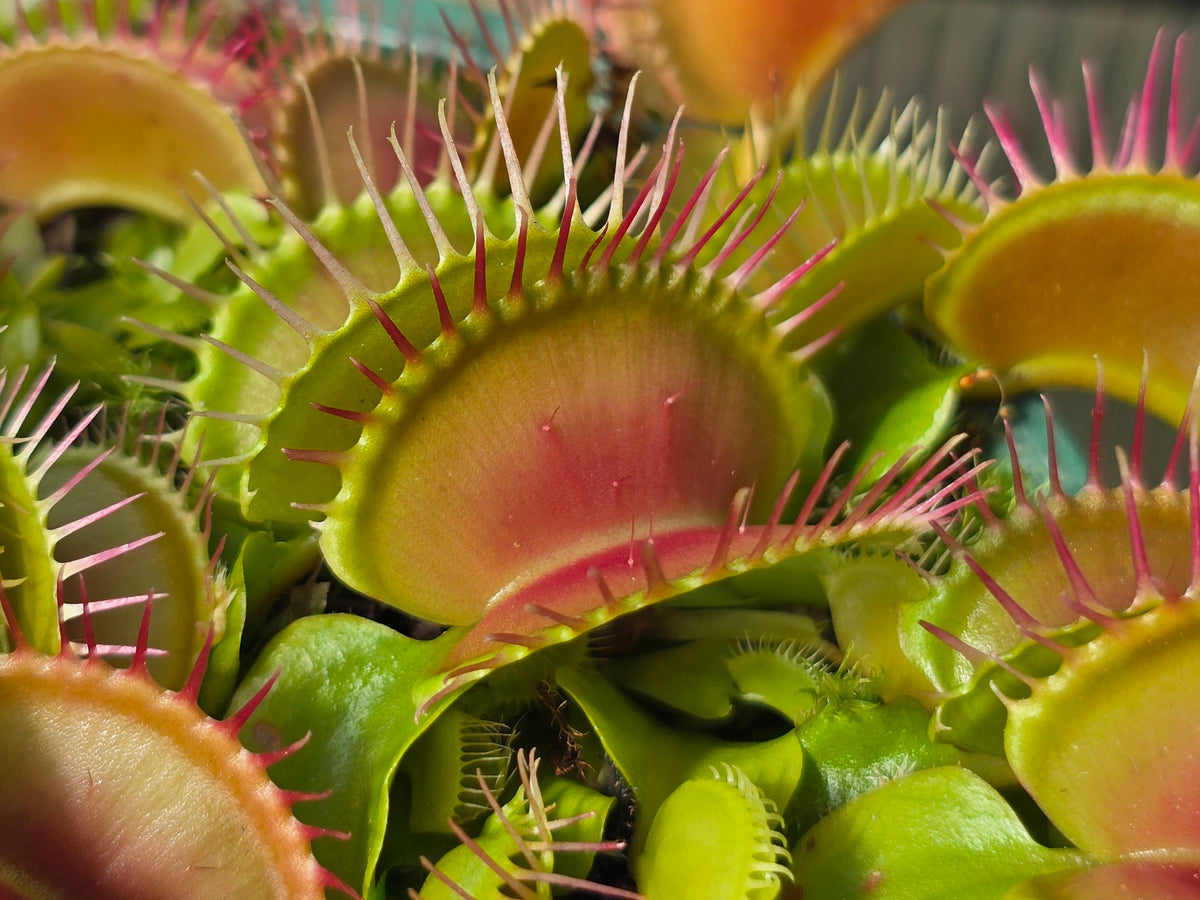 Dionaea muscipula 'SD Kronos' - Venus Fly Trap