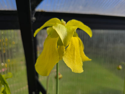 Sarracenia flava var. maxima - American Pitcher Plant
