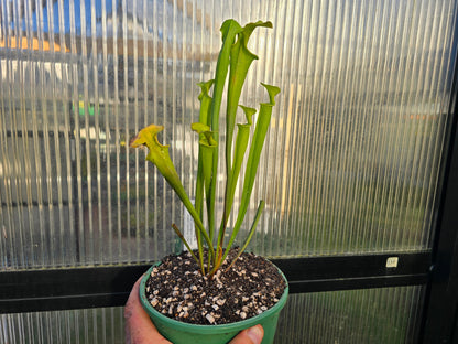 Sarracenia flava var. rugelii (Edmund, Lexington County, South Carolina, USA) - American Pitcher Plant