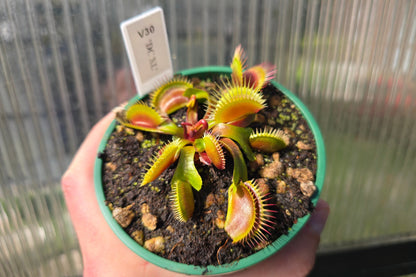 Dionaea muscipula 'DC XL’ - Venus Fly Trap