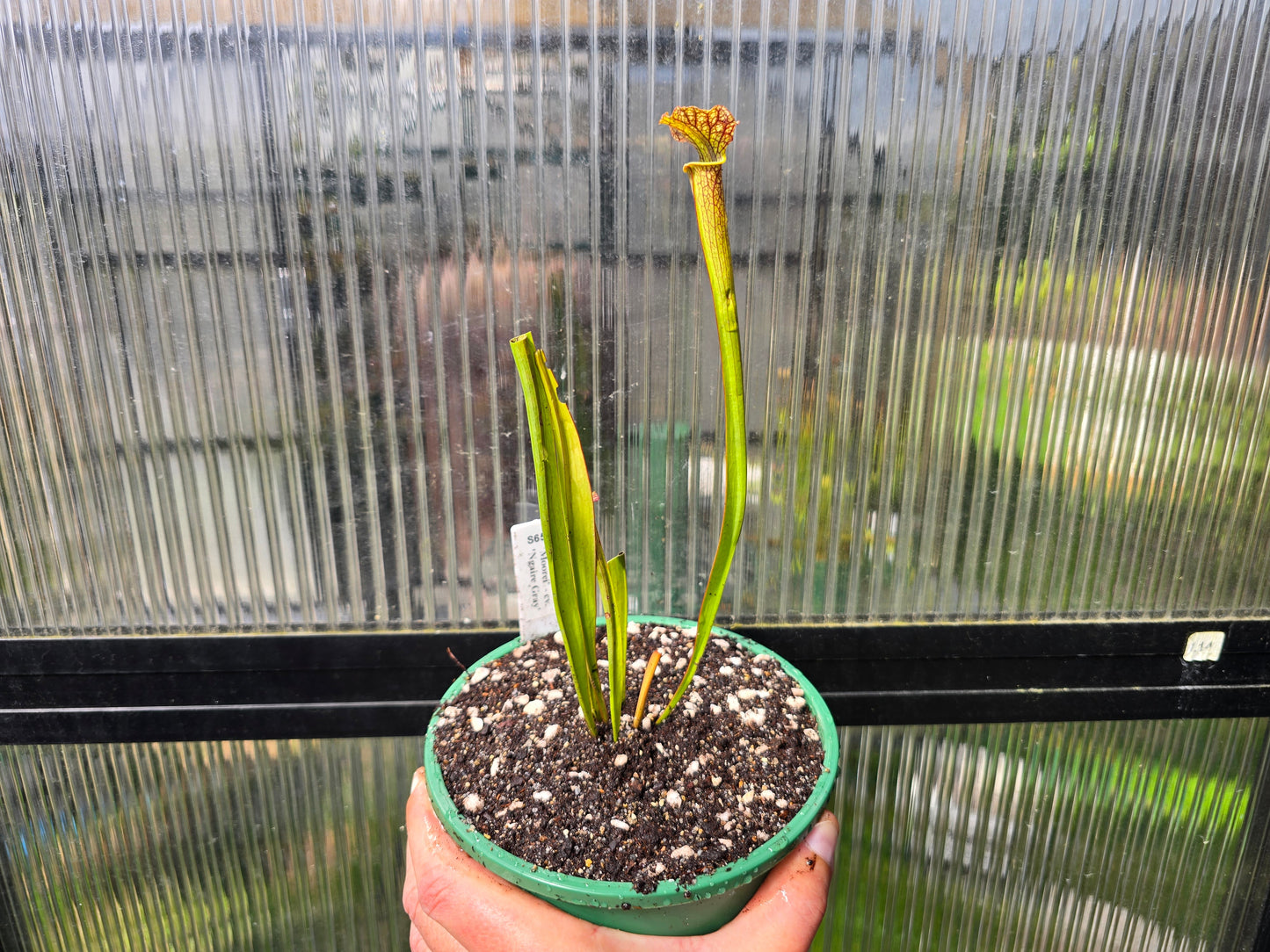 Sarracenia 'Moorei' - cv. 'Ngaire Gray' - Moore's American Pitcher Plant