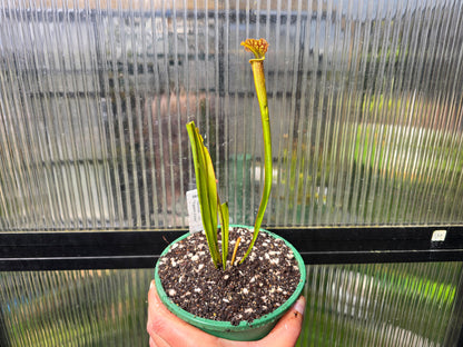 Sarracenia 'Moorei' - cv. 'Ngaire Gray' - Moore's American Pitcher Plant