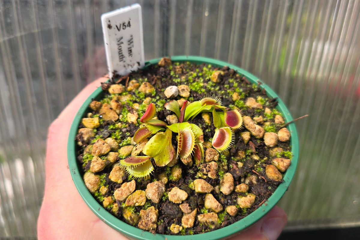 Dionaea muscipula 'Wine Mouth' - Venus Fly Trap