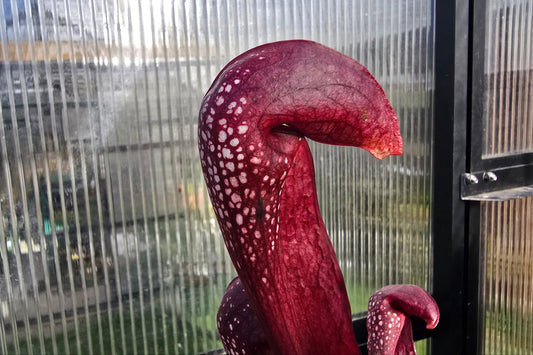 SEED - Sarracenia 'Formosa' - American Pitcher Plant - 10+ Per Packet