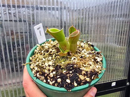 Heliamphora minor - BE-3250 - Lesser Sun Pitcher