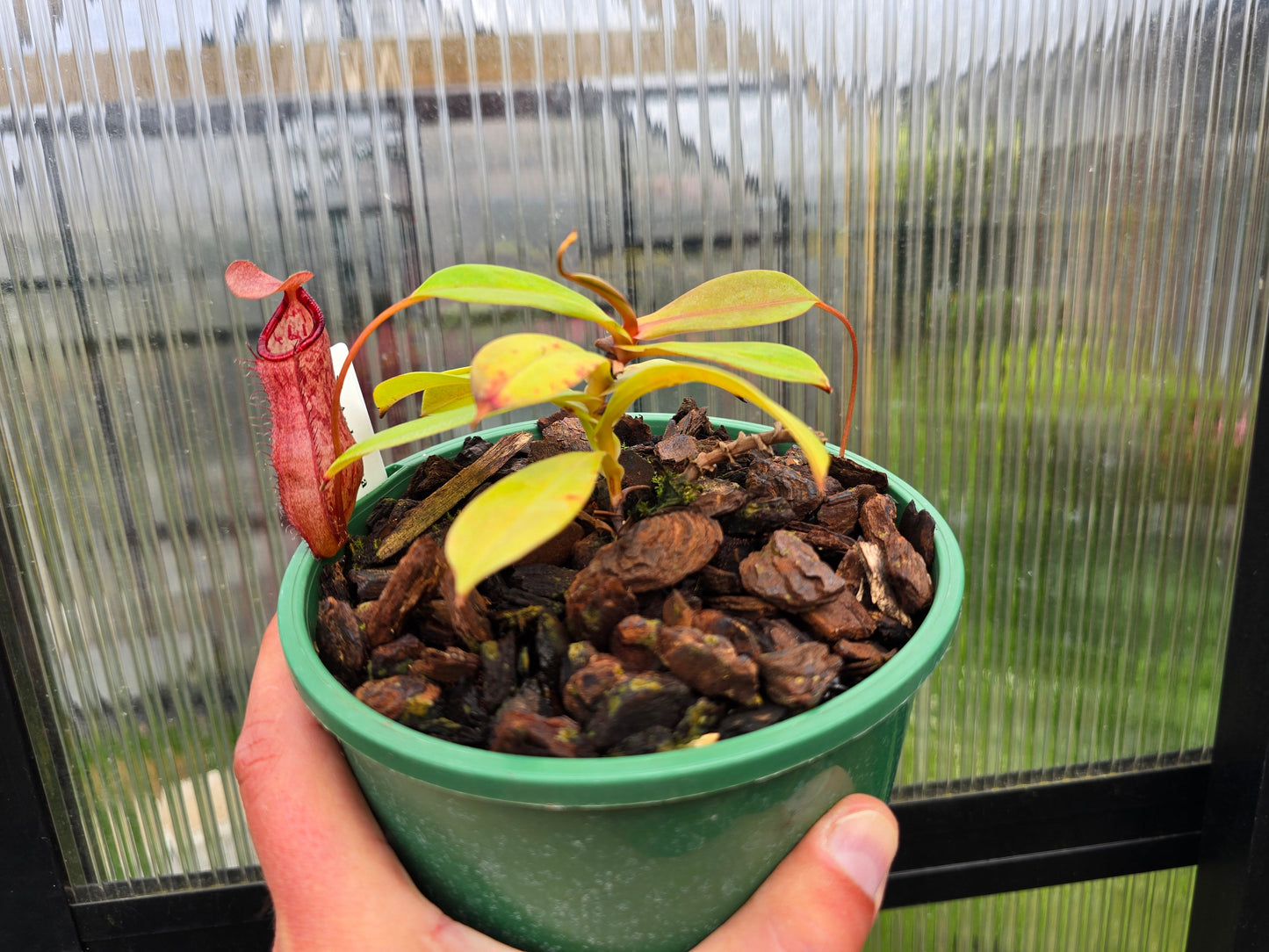 Nepenthes andamana - Lowland Tropical Pitcher Plant