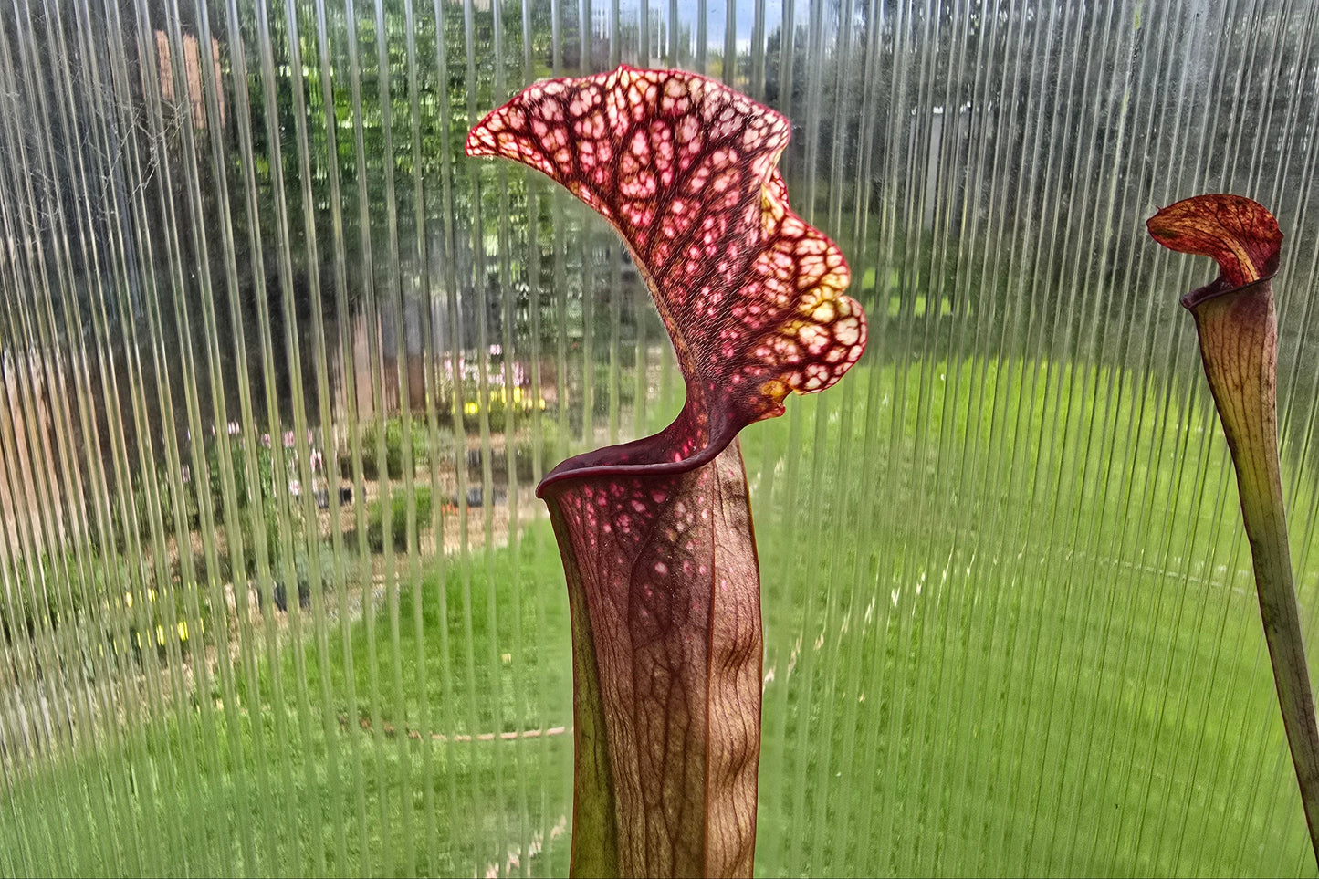Sarracenia 'Judith Hindle' - American Pitcher Plant