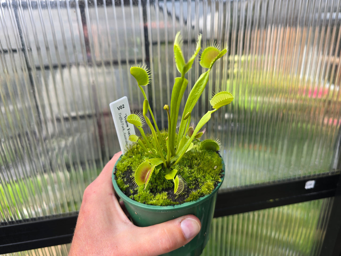 Dionaea muscipula 'Yellow Form'