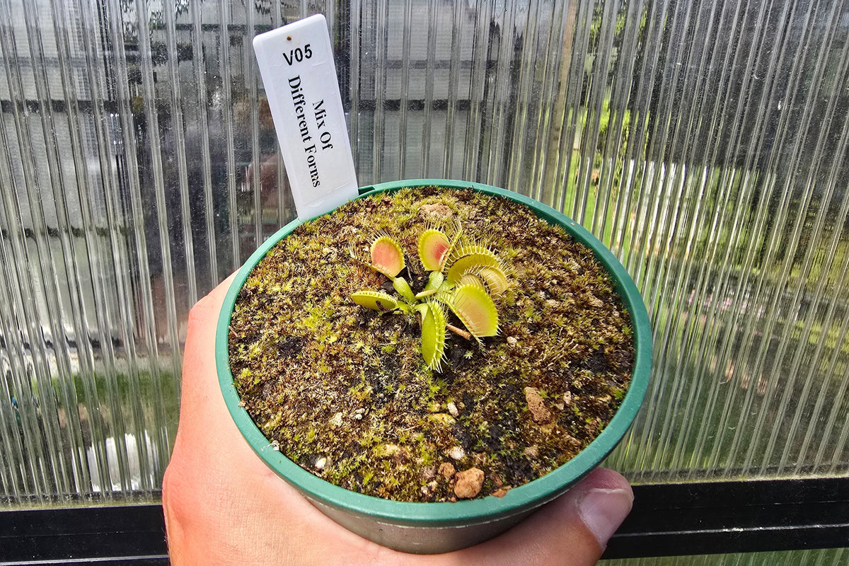 Dionaea muscipula 'Mix Of Different Forms' F1 - Venus Fly Trap