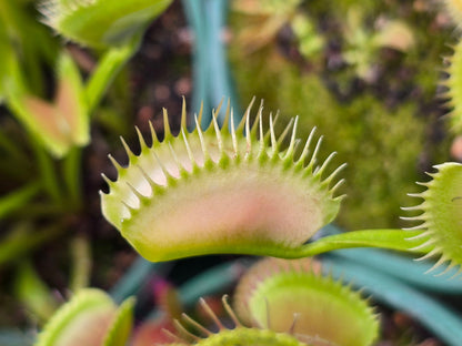Dionaea muscipula 'Ghost' - Venus Fly Trap