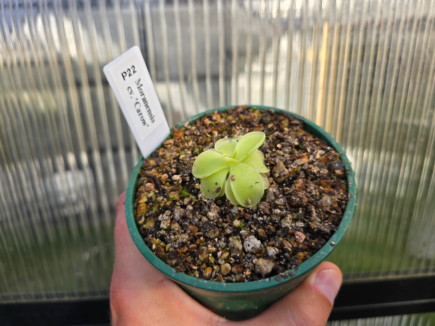 Pinguicula moranensis var. alba cv. 'Thomas Carow Clone' - Mexican Butterwort