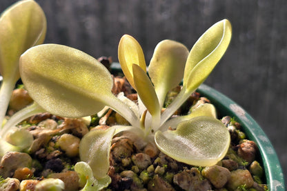 Pinguicula accuminata - Mexican Butterwort