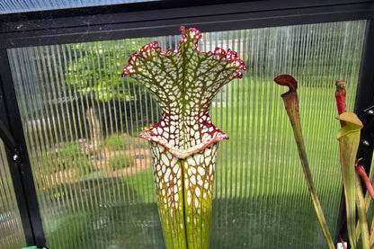 Sarracenia leucophylla - White Pitcher Plant