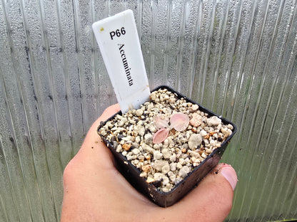 Pinguicula accuminata - Mexican Butterwort