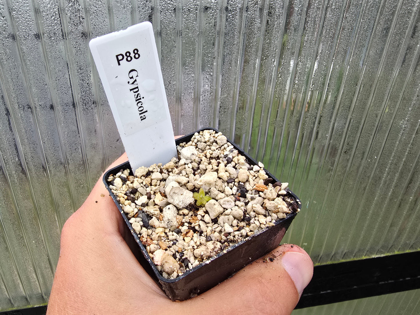 Pinguicula gypsicola - Mexican Butterwort