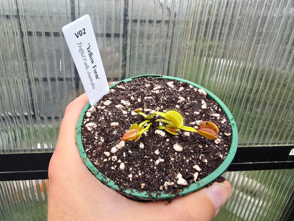 Dionaea muscipula 'Yellow Form' - Venus Fly Trap