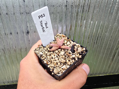 Pinguicula 'Red Starfish' - Mexican Butterwort