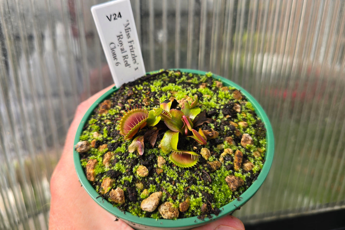 Dionaea muscipula 'Miss Frizzles' x 'Royal Red' Clone 6 - Venus Fly Trap