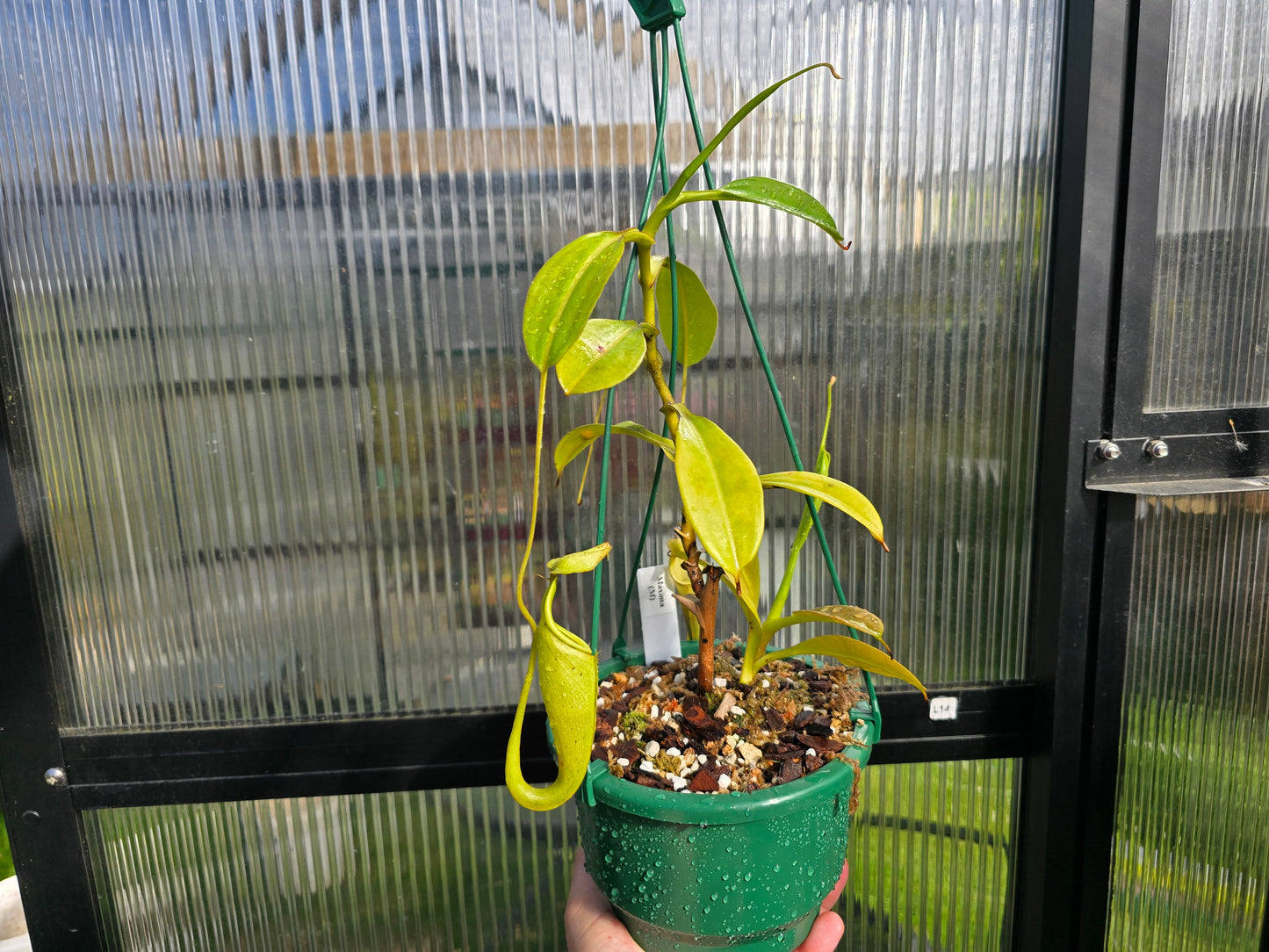 Nepenthes maxima (Male) - Intermediate Tropical Pitcher Plant