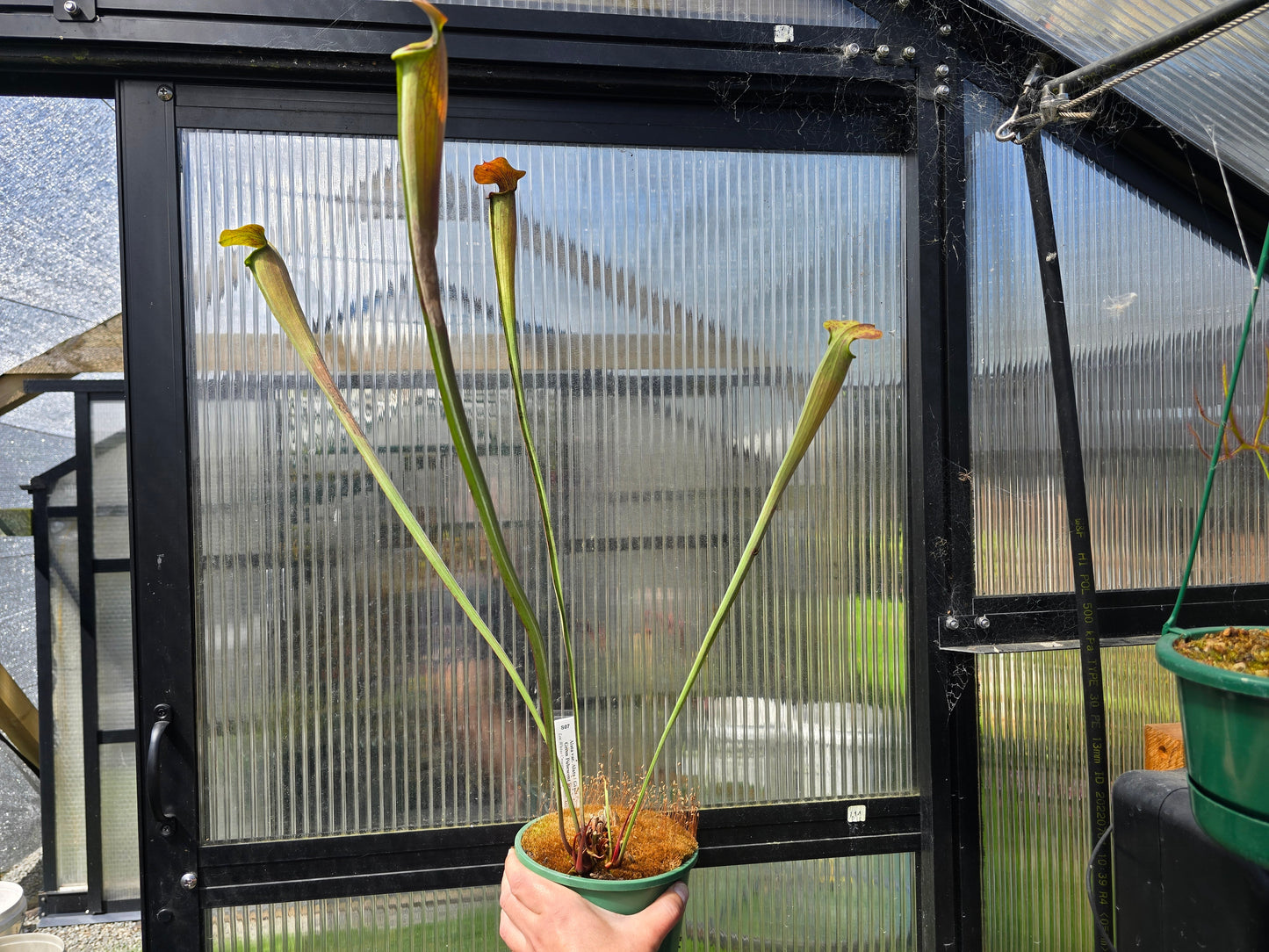 Sarracenia alata var. alata 'Giant Green Pubescent Form' (Loc Whites Crossing, Stone County, Mississippi, USA) - American Pitcher Plant