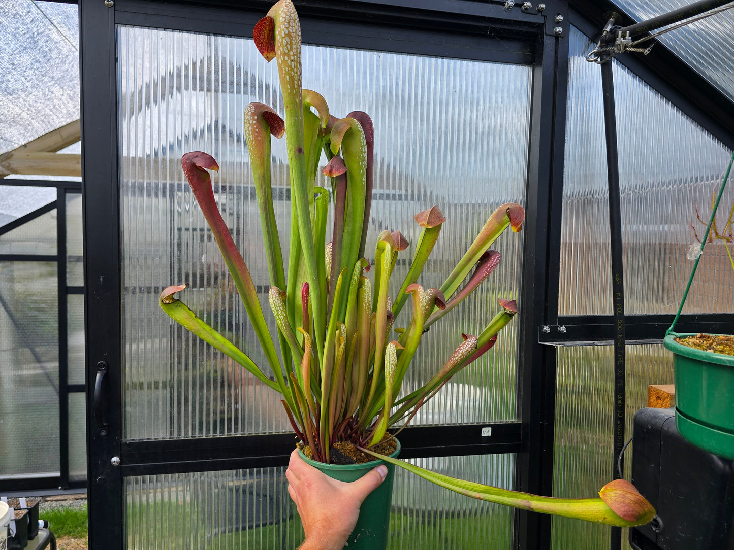Sarracenia minor - Hooded Pitcher Plant