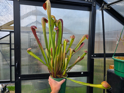 Sarracenia minor - Hooded Pitcher Plant