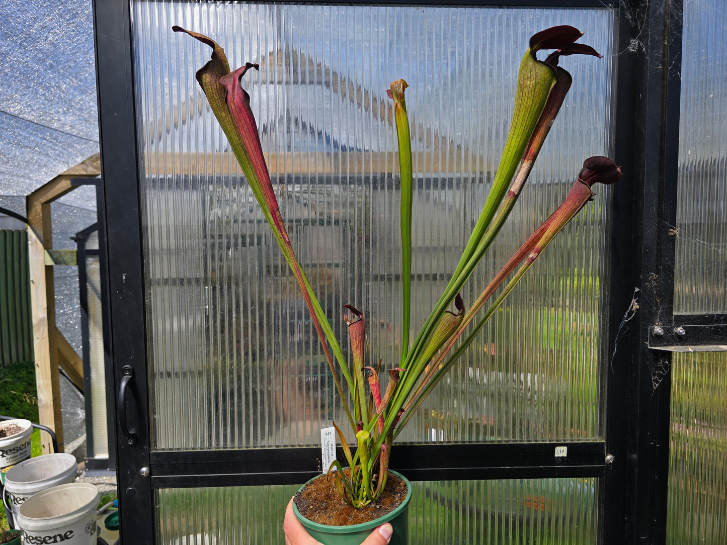 Sarracenia alata var. nigropurpurea (Desoto, Michigan, USA) - American Pitcher Plant