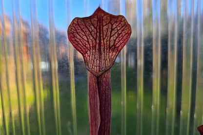 SEED - Sarracenia rubra ssp. rubra (Brunswick, Glynn County, Georgia, USA) - Sweet Pitcher Plant - 10+ Per Packet