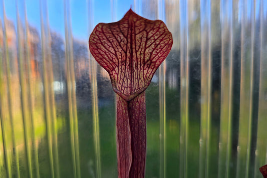 SEED - Sarracenia rubra ssp. rubra (Brunswick, Glynn County, Georgia, USA) - Sweet Pitcher Plant - 10+ Per Packet
