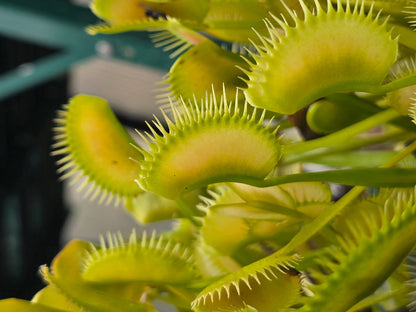 Dionaea muscipula 'Ghost' - Venus Fly Trap