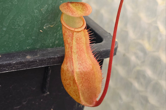 Nepenthes surigaoensis - Lowland Tropical Pitcher Plant