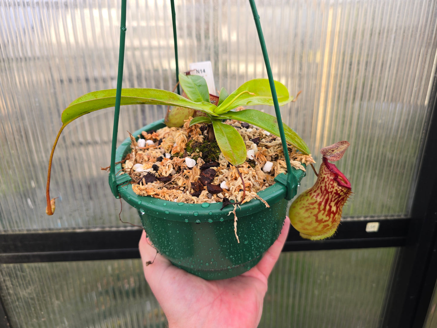 Nepenthes 'Red Leopard' - Intermediate Tropical Pitcher Plant