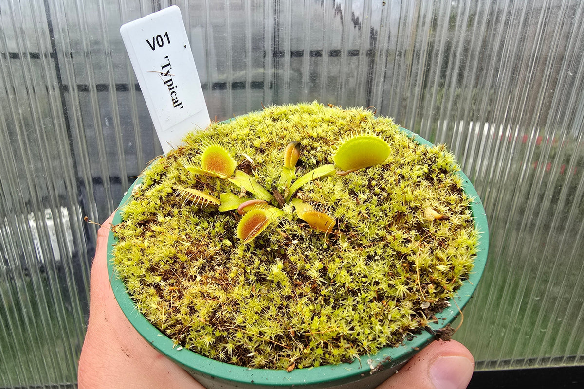Dionaea muscipula 'Typical' - Venus Fly Trap