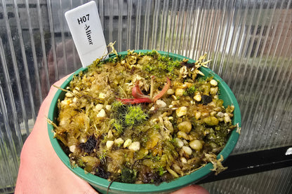 Heliamphora minor - Lesser Sun Pitcher