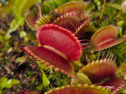 Dionaea muscipula 'Schuppenstiel I' - Venus Fly Trap