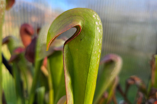 SEED - Sarracenia minor - Hooded Pitcher Plant - 10+ Per Packet
