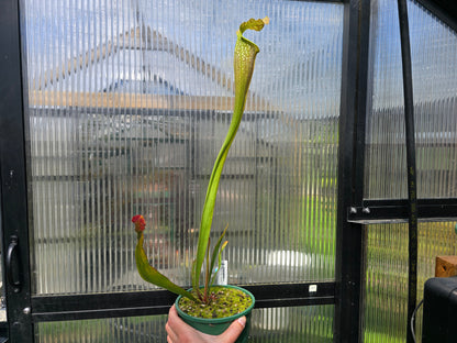 Sarracenia leucophylla x flava var. flava - American Pitcher Plant