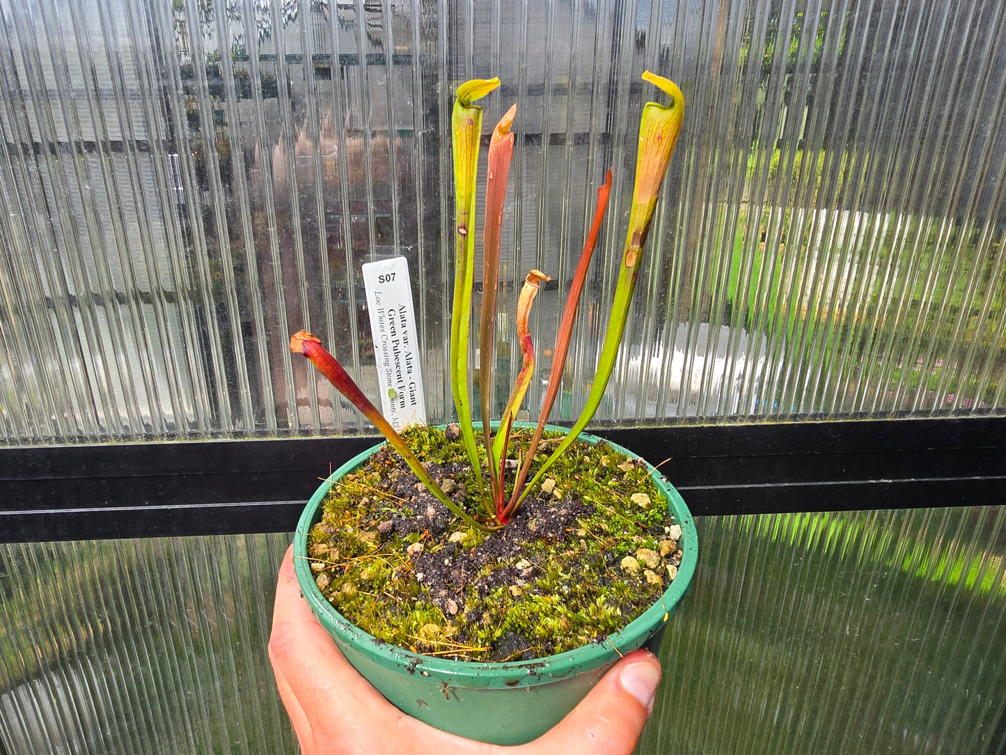 Sarracenia alata var. alata 'Giant Green Pubescent Form' (Loc Whites Crossing, Stone County, Mississippi, USA) - American Pitcher Plant