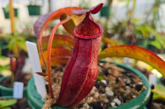 Nepenthes kampotiana - Lowland Tropical Pitcher Plant