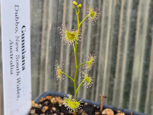 Drosera gunniana (Dubbo, New South Wales, Australia) - Tuberous Sundew