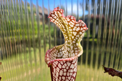 SEED - Sarracenia leucophylla var. leucophylla (Baldwin County, Alabama, USA) - White Pitcher Plant - 10+ Per Packet