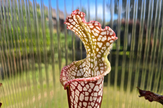 SEED - Sarracenia leucophylla var. leucophylla (Baldwin County, Alabama, USA) - White Pitcher Plant - 10+ Per Packet