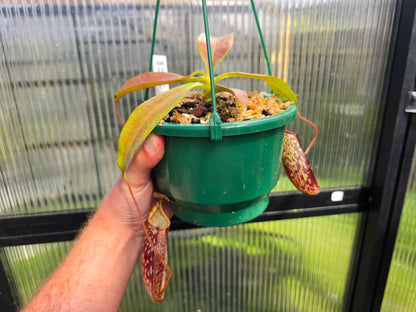 Nepenthes maxima x spectabilis - Intermediate Tropical Pitcher Plant