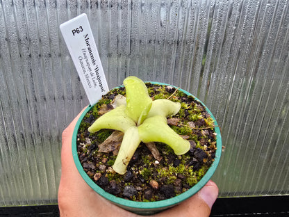 Pinguicula moranensis 'Huahuapan' - Mexican Butterwort