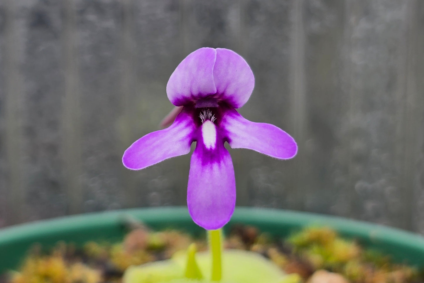 Pinguicula macrophylla - Mexican Butterwort