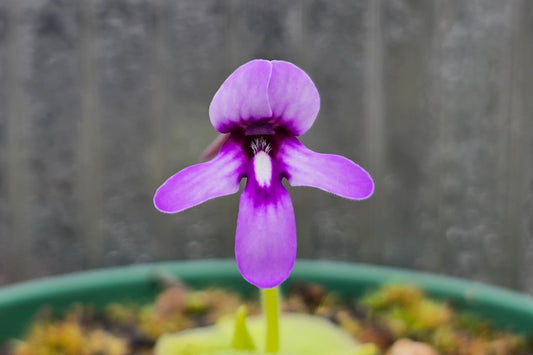 Pinguicula macrophylla - Mexican Butterwort