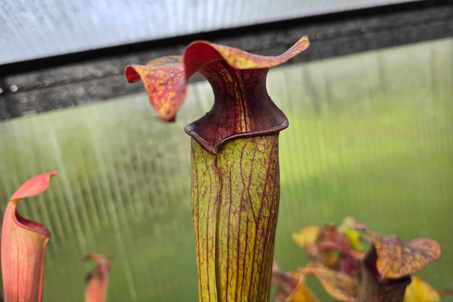 SEED - Sarracenia alata var. rubrioperculata - American Pitcher Plant - 10+ Per Packet